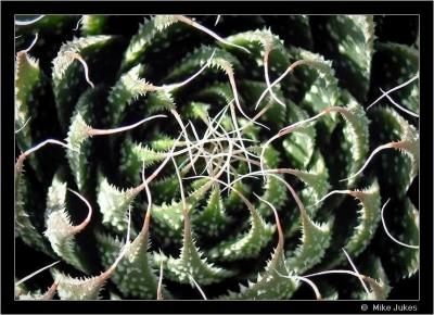 Cactus Maze