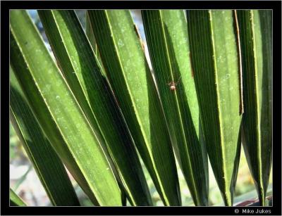 Leaf pattern with Spider