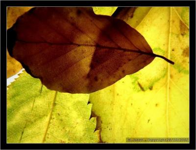 Back lit Leaves