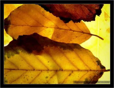 Back lit Leaves