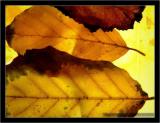 Autumn Leaves 013_DCERS.jpg
