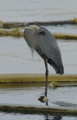 great blue heron