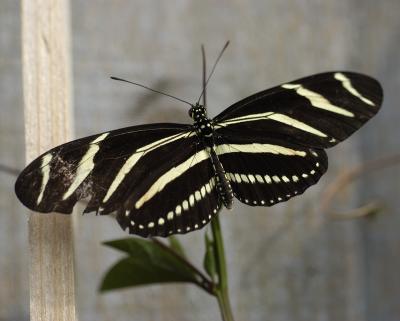 butterfly 04-24-03.jpg