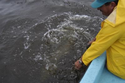 A successful release.