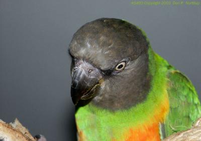 parrot eyeing the bread