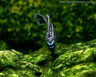 sweet algae bed