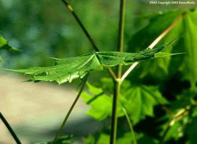 stick leaf