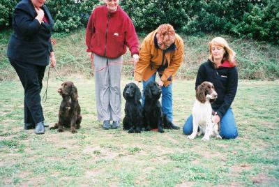 Field Spaniel Cousins