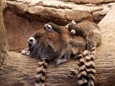 trio of lemurs
