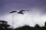 Seagull Patrol