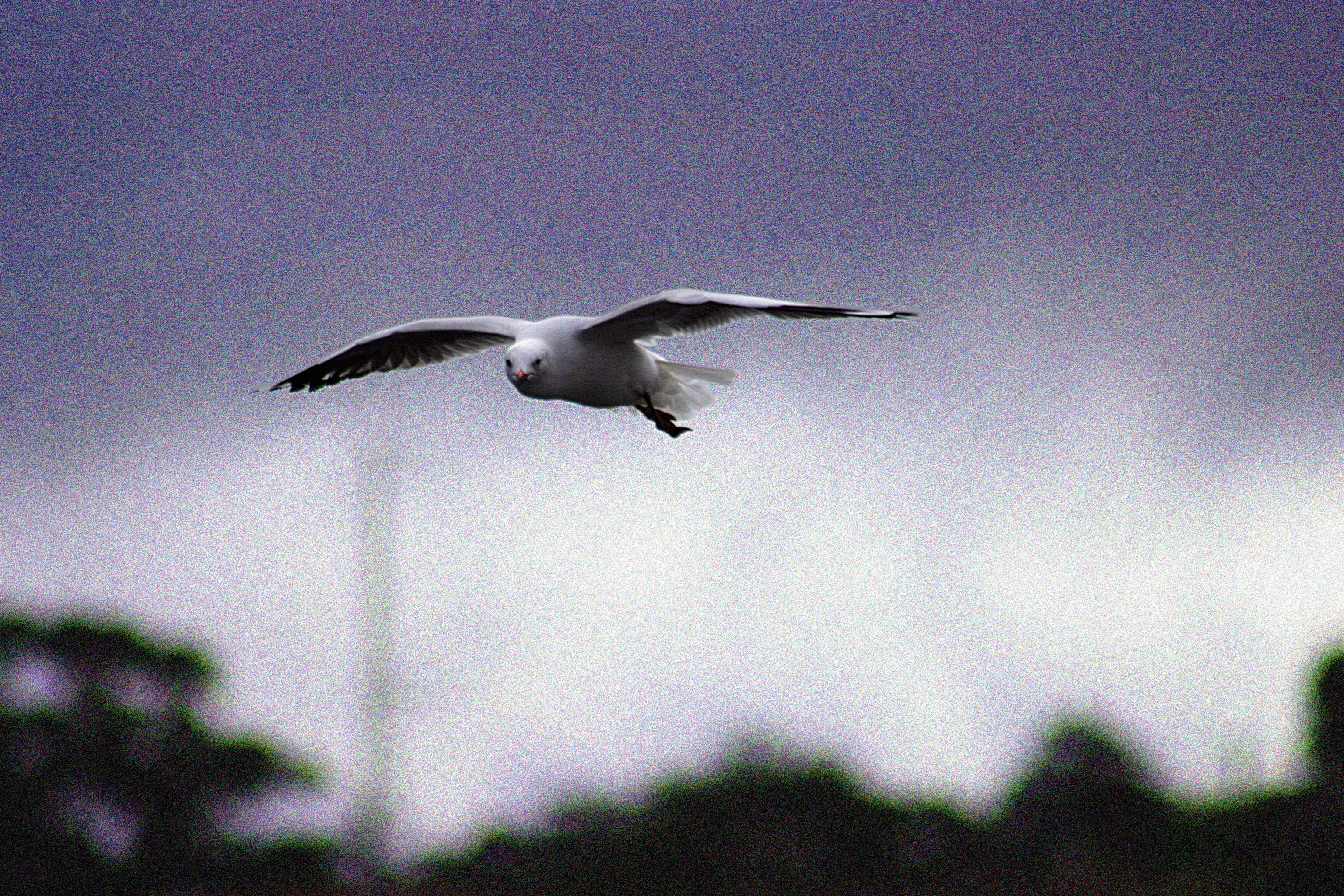 Seagull Patrol