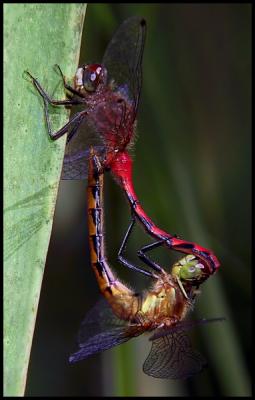Dragonfly Pinwheel