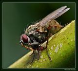 Fly Eating fly