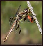 Dragonfly Eating a Ladybug 2