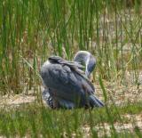 Young Great Blue Heron I