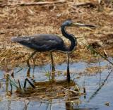 Tricolor Heron I