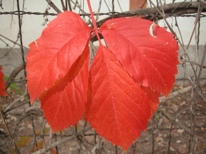 Autumn leaves