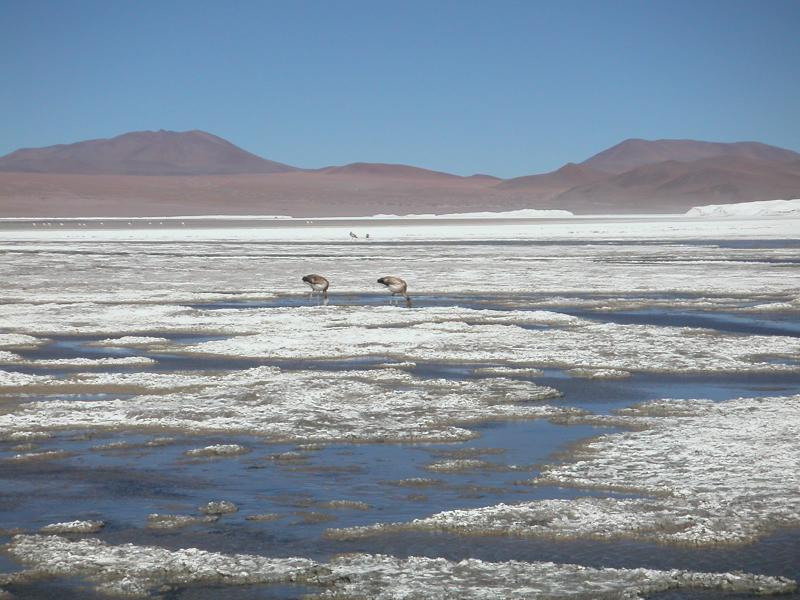 Baby flamingos