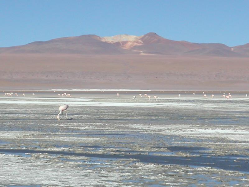 Flamingos on the lake