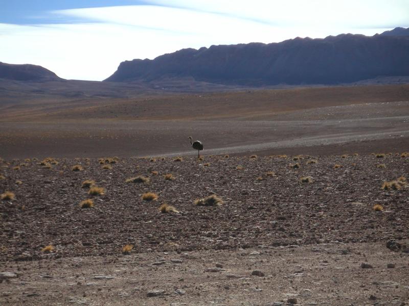 Nandu (ostrich family)
