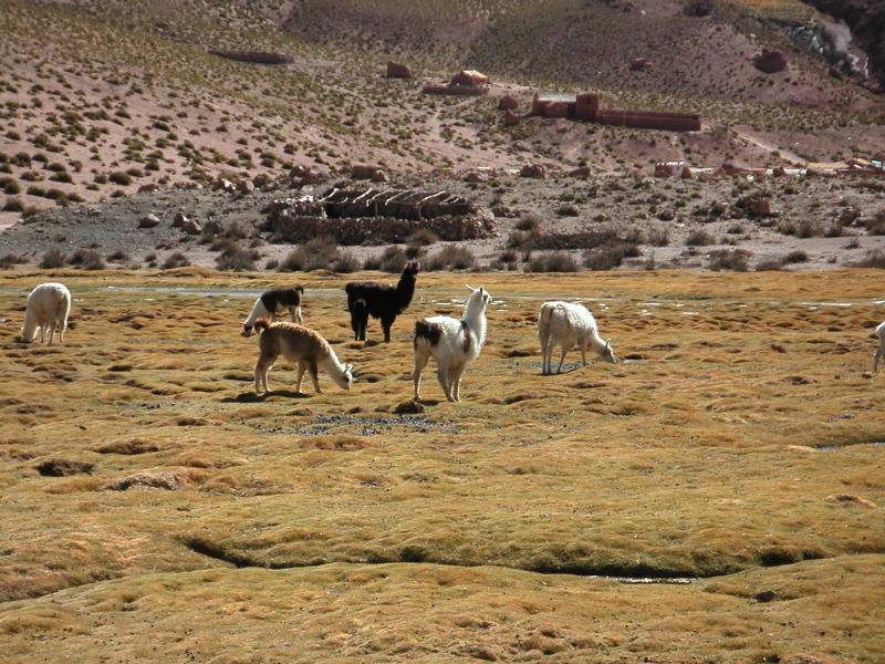 Llamas