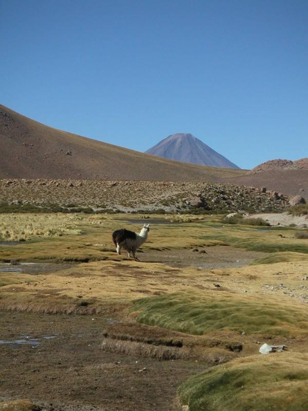 Llama