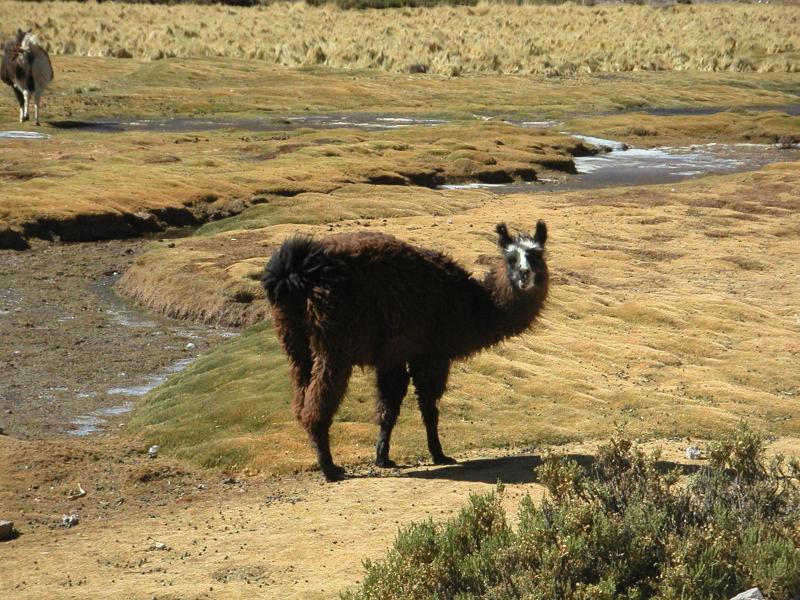 Llama
