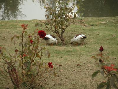 Ducks and roses