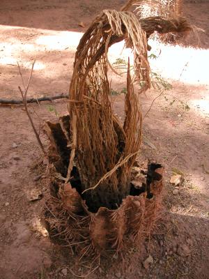 Dead cactus interior