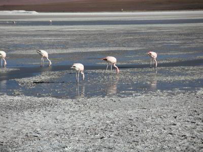 More flamingos