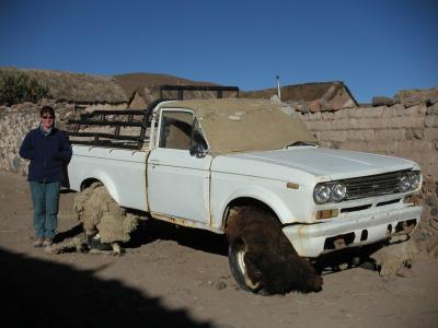 Llama skins protecting the tyres from the sun