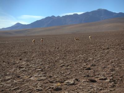 Vicuas (high mountain relation to the llama)