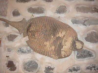 Huge armadillo shell