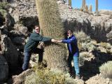 Huge cacti