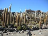 Cacti forest