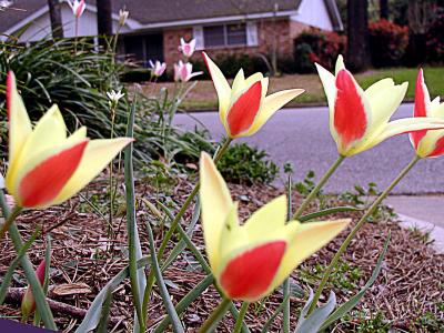 Specie Tulip