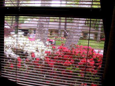 Looking out the office window on an April afternoon.