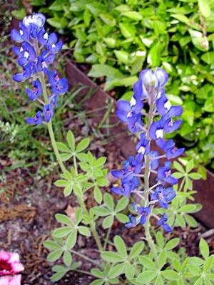 Bluebonnets