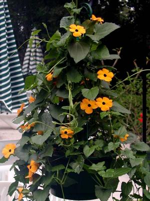 Thunbergia - Black-eyed Susan vine