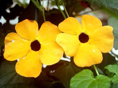 Black-eyed Susan up close