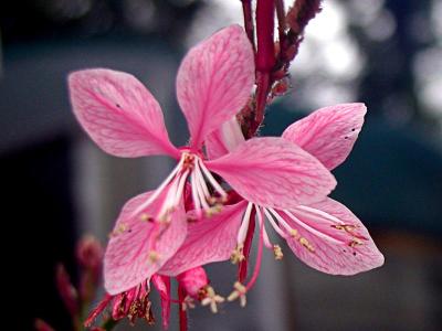 Gaura