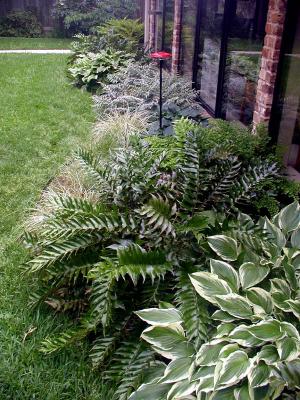 Shade plantings - Hosta & Fern