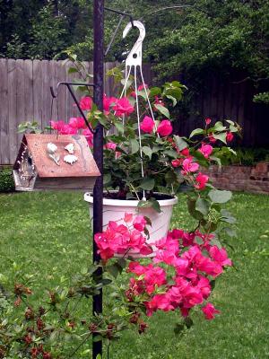 Bougainvillea