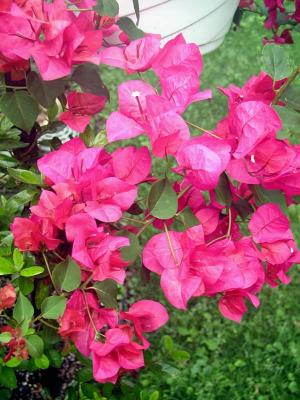 Bougainvillea