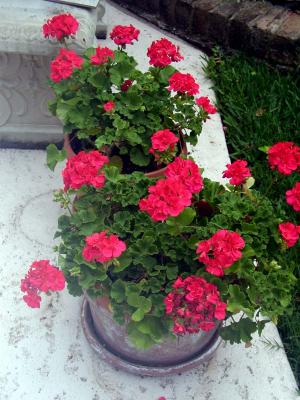 Geranium
