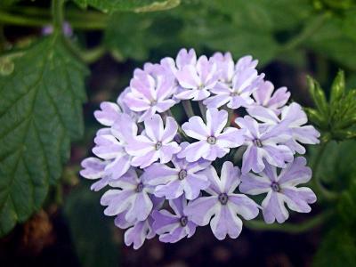 Verbenia, Blue Princess