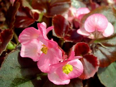 Begonia