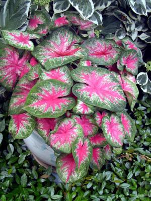 Cladiums