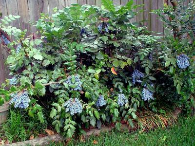 Mahonia with grapes aplenty