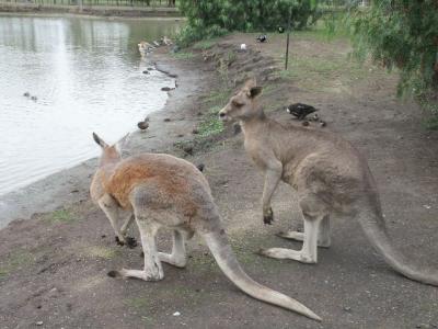 2 Kangaroos.jpg